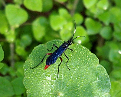 [This wasp appears to have blue wings covering its reddish-brown body. Its legs are brown and black. Its black antenna have a white section in the middle. It's on a leaf with a lot of small drops of dew.]